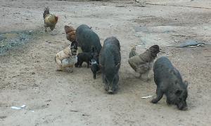 porkchop, ham, goose, bert, red, percie and will (theres also a piglet if you look close)